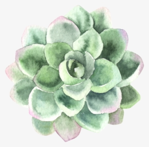 Find Support In Your Process Of Personal Transformation - Thank You Card With Succulents