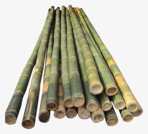 Bamboo Half Cut - Bamboo Pole Vault Poles
