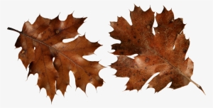 Brown Autumn Leaves Png Image - Autumn Leaf Png Brown