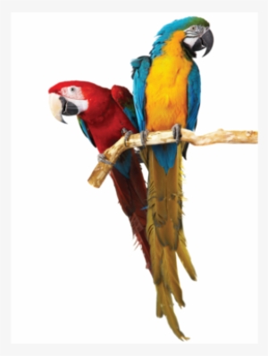 Parrot Cages - Two Parrot