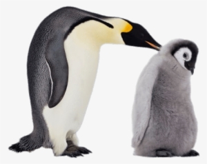 Mum And Baby Penguin - Penguin