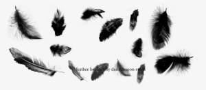 Feathers Png By Dark - Illustrator Free Feathers Brushes