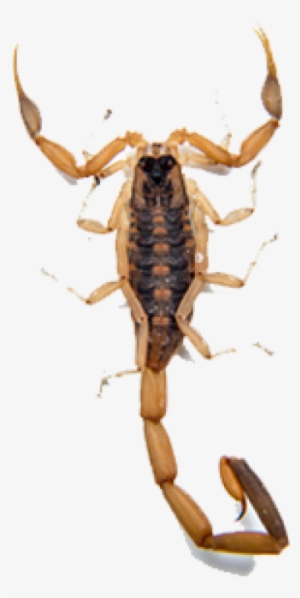 Scorpion Png Free Download - Brown Scorpion Transparent Background