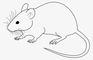 Lab Rat Drawing - Clip Art Rat Black And White