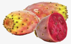 Download - Prickly Pear Cactus Morocco