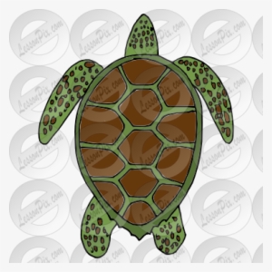 Turtle Clipart Sea Plant - Clip Art