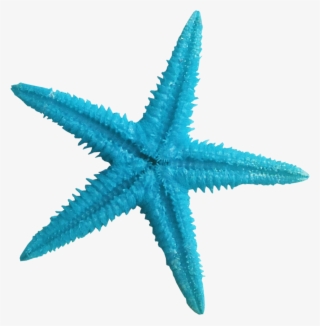 Ldw Underpalmtree Seastar-blue - Transparent Background Starfish Png