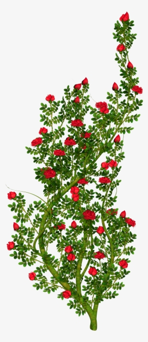 Shrub Clipart Rose Plant - Rose Bush Clip Art