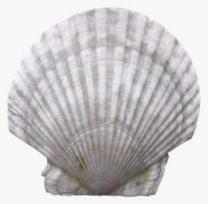 Seashell Png - Earrings White. Elegant, Long With Natural Nacre.