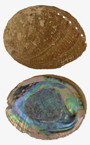 The Pearlescent Marine Sea Snail Abalone Is The Inspiration - Shell