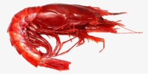 Red Shrimp Png Pic - Red Shrimp Png