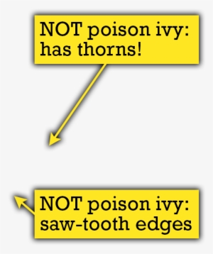 Quiz Thorns - Thick Thorny Vine Png