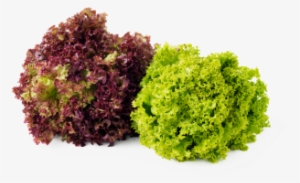 Leafy Fresh Red & Green Coral Lettuce - Red And Green Coral Lettuce