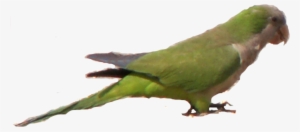 Parrots Today Current - Green Parrot In Florida