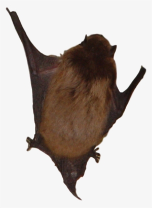 Get Rid Of Michigan Bats - Bat