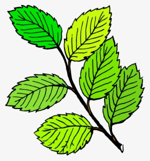 Png Spring Leaf Clipart Image Clipartix - Clip Art Of Leaves