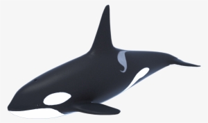 Killer Whale Png Transparent Picture - Killer Whale