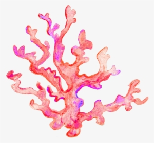 Coral Transparent Image - Coral Transparent