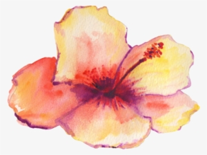 Flower Without Background