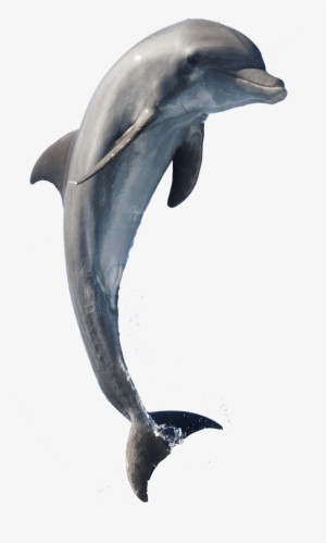 Bottle-nose-dolphins For All-over-print Tote Bag