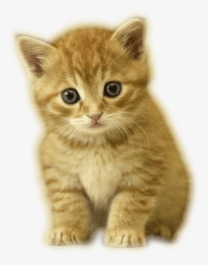 Zoom Diseño Y Fotografia - Kittens With No Background