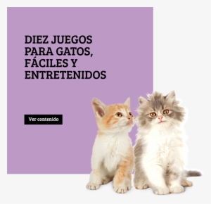 Gato - Cat