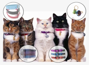 Accesorios Para Gatos