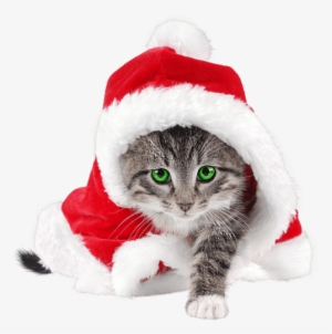 Yo Entré Y Traje Mi Regalo , Que Es Un Gato Navideño - Christmas Cat