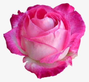 Rose, Bright Rose, Rose Png - Hybrid Tea Rose