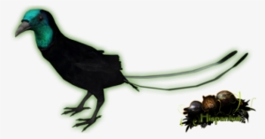 Ribbon Tailed Astrapia - Zoo Tycoon 2 Birds Of Paradise