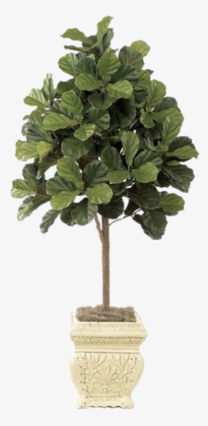 Autograph Foliages 5 Foot Fiddle Leaf Fig Tree: Potted