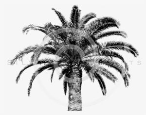 White Palm Tree Png