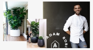 Picked Up A Fiddle Leaf Fig But Convinced You Too Lack - House