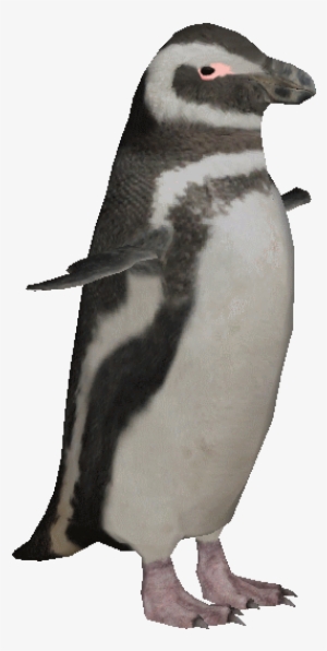 Magellanicpenguin - Zt2 Penguin
