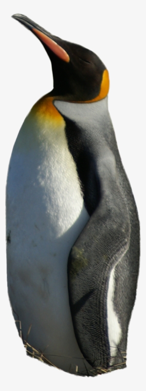 It Is The Second Biggest Penguin Of The 18 Species - King Penguin