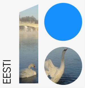 Download - Swan