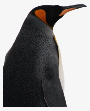 Conservation Threats - King Penguin
