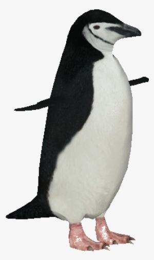 Chinstrappenguin - Chinstrap Penguins Transparent Background