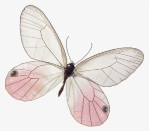 Related Image - « - Borboleta Rosa Vintage Png
