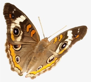 Big Image - Mariposas Real Png