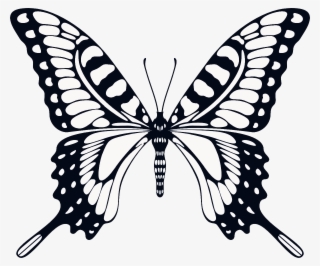 Borboletas Para Colorir 2 - Animated Butterfly Png