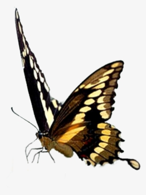 Http - //i46 - Tinypic - Com/v47zud - Borboletas De Verdade Png