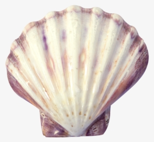 Lion's Paw Decorative Shell Seashell - Polished 5-7"