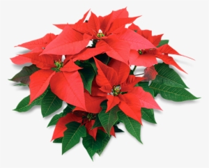 Explore Christmas Flowers, Winter Christmas, And More - Poinsettias Transparent Background