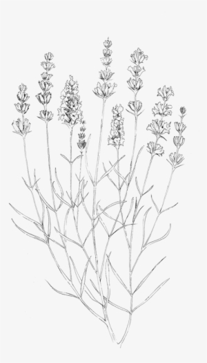 Lavender 6rhu - Line Art