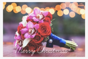 Merry Christmas - Floribunda
