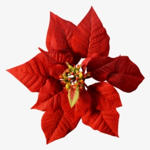 Christmas Flowers Poinsettia - Various Artists / Christmas Panpipe
