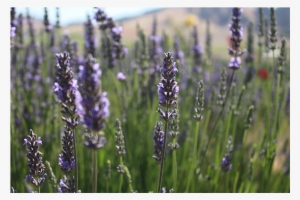 Culinary Lavender - Culinary Arts