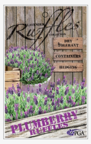 Find A Supplier - Aubretia