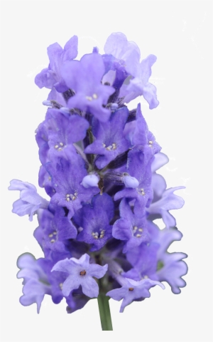 Cut Out 1024x1024 Lavender